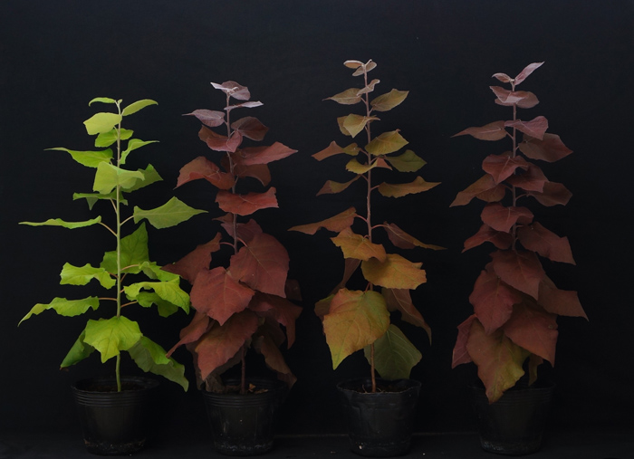 일반 포플러(왼쪽)와 붉은 색깔을 내는 안토시아닌 생산이 가능한 신품종 포플러.