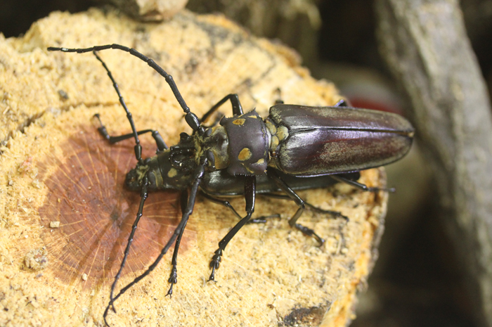 천연기념물 장수하늘소의 사육 기간을 1/3로 단축하는 대량 사육 기술이 개발됐다.