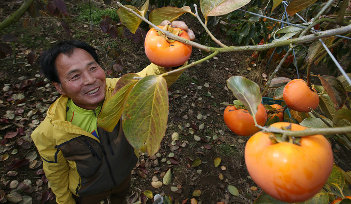 전남 구례의 감 과수원에서는 수확이 한창이었다. 단감을 재배하는 농부이자 '자연의 뜰' 브랜드와 온라인몰 대표이기도 한 김종옥은 단감도 사과처럼 고급스러운 선물용 과일이 될 수 있다는 것을 증명해 보이고 싶었다고 했다. 
