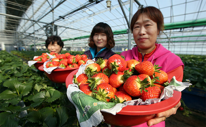 함양군 딸기의 베트남 수출이 조만간 이뤄질 예정이다. 사진은 경남 함양군 딸기농장의 수확모습.