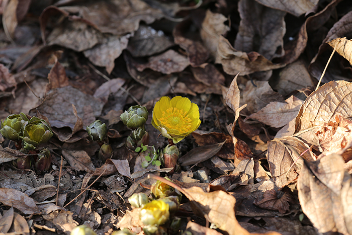 복수초가 한겨울 추위를 뚫고 1월 꽃을 피웠다.