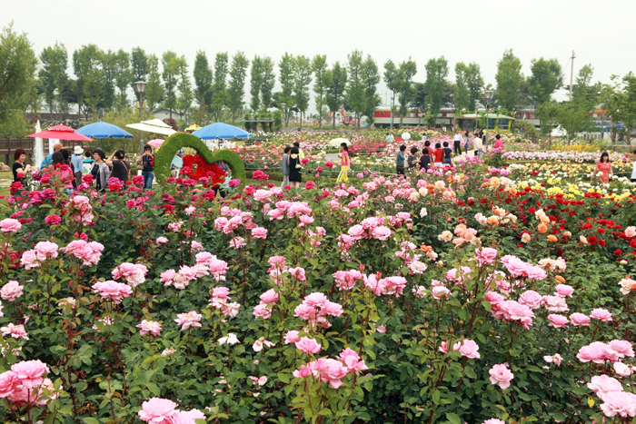 매년 5월이 되면 곡성에는 1,000여 종이 넘는 장미가 만개한다 (사진: 연합뉴스).