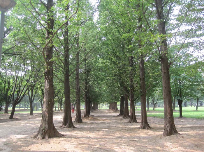 서울숲 공원 내의 메타세콰이어길.