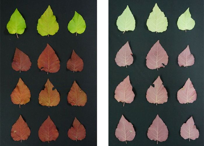 일반 포플러(첫 번째 줄)와 달리 연중 붉은 색을 띠는 신품종 포플러는 잎을 이용해서 안토시아닌 대량 생산이 가능하다.