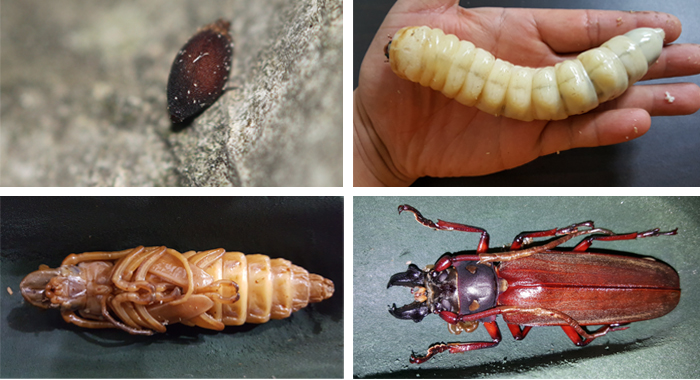 장소하늘소가 알에서 성충으로 우화하는 과정. 장수하늘소 알(왼쪽 상단), 애벌레, 번데기(왼쪽 하단), 우화한 장수하늘소 성충.