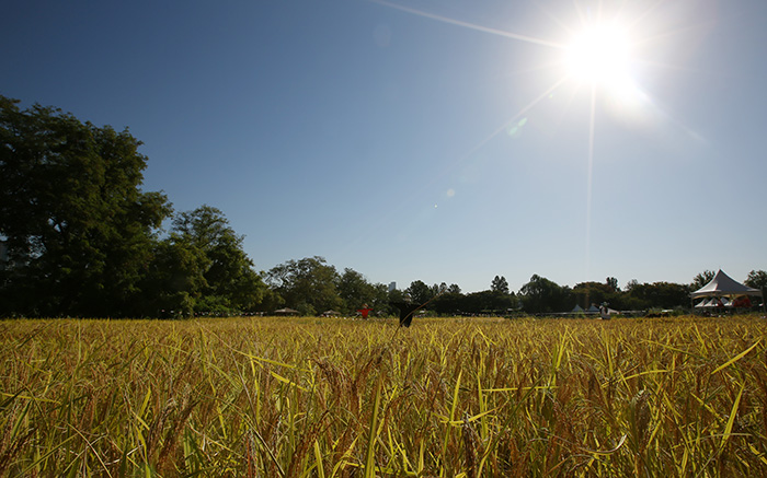 제1 한강교 가운데 자리잡은 노들섬의 논에는 벼들이 따사로운 가을볕과 허수아비의 보호를 받으며 고개를 숙이고 있다. 노들섬 텃밭에는 벼를 비롯해 다양한 채소와 과실들이 수확을 기다리고 있다.2