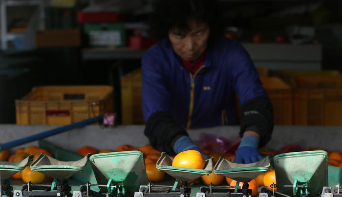 작업장을 겸한 전남 구례 '자연의 뜰' 저장고에서는 수확한 단감을 숙성하고 주문 배송분을 포장하는 작업이 한창이었다. 직원들 외에도 김종옥의 가족들이 전부 나서서 일을 거들고 있었다.