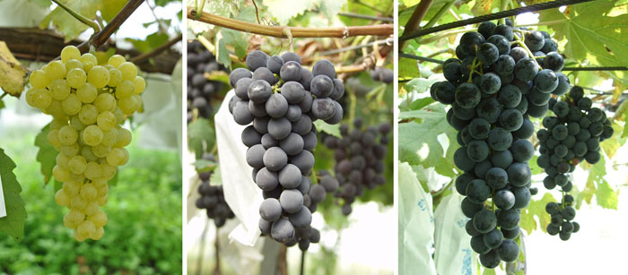 더 맛있는 와인을 만들기 위한 노력의 일환으로, 와인에 적합한 포도 품종을 개발하기도 한다. 1993년 개발한 백포도주용 품종 '청수'(왼쪽)와 적포도주용 '두누리'(가운데), '나르샤'(오른쪽)는 현재 농가에 보급되어 재배되고 있다.