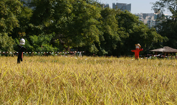 제1 한강교 가운데 자리잡은 노들섬의 논에는 벼들이 따사로운 가을볕과 허수아비의 보호를 받으며 고개를 숙이고 있다. 노들섬 텃밭에는 벼를 비롯해 다양한 채소와 과실들이 수확을 기다리고 있다.