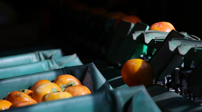 작업장을 겸한 전남 구례 '자연의 뜰' 저장고에서는 수확한 단감을 숙성하고 주문 배송분을 포장하는 작업이 한창이었다. 직원들 외에도 김종옥의 가족들이 전부 나서서 일을 거들고 있었다. 