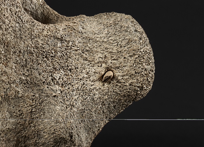 작살이 꽂힌 고래 척추뼈. 신석기인들이 고래, 물개 등 대형 바다동물도 포획하였음을 보여준다.