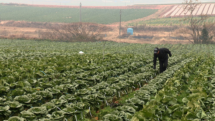김치의 주요 재료가 되는 배추 (사진: 문화재청)