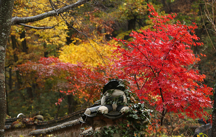 천은사에 자리잡은 단풍나무들이 가을비를 맞고 더욱 선명한 색을 뽐내고 있다. 