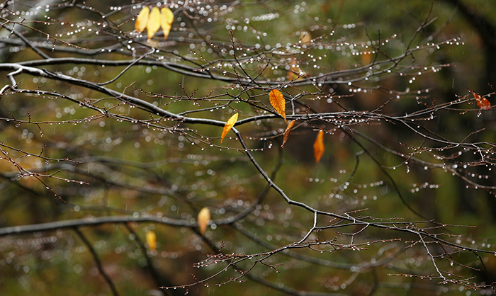 가을비가 내리는 가운데 떨어진 나뭇잎의 빈자리를 물방울이 채우고 있다. 