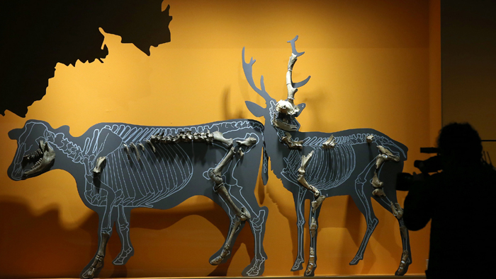 신석기시대에 살았던 송아지(왼쪽), 사슴뼈. 신석기시대에는 대형동물류가 사라지고 사슴, 멧돼지, 고라니, 노루 등 중소형 동물류가 주류를 이뤘다.