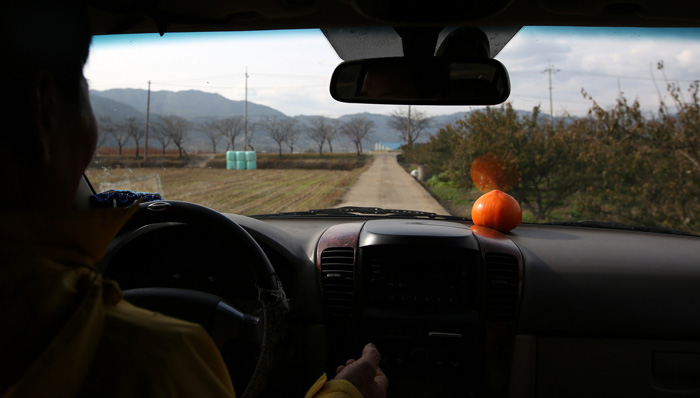 김종옥 대표는 최근 자신의 이름을 딴 '종옥감'을 내놓았다. 과수원을 둘러보며 그는 '크고 예쁘고 맛있는' 감을 만들어낸 과정을 열성적으로 설명했다.