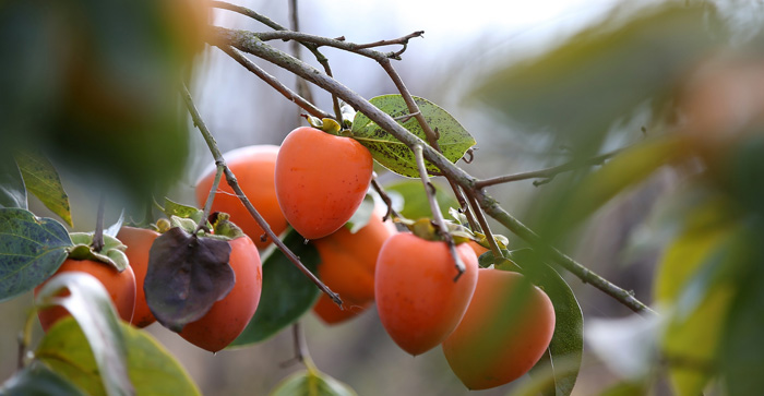 동아시아에서 가을 겨울 즐겨 먹는 감. 납작하고 둥글고 단단한 단감은 껍질을 깎아 과육을 먹고, 길쭉한 하트 모양의 떫은 감은 완전히 물러질 때까지 익혔다가 푸딩처럼 숟가락으로 떠 먹는다. 
