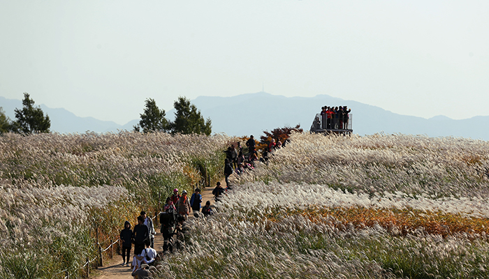 서울억새축제가 계속되고 있는 24일 많은 시민들이 하늘공원 억새밭을 찾아 가을을 즐기고 있다. 전한 기자