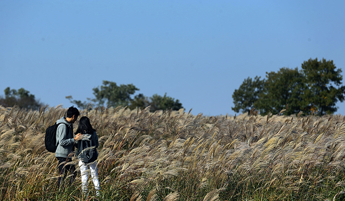 24일 상암동 하늘공원을 찾은 연인들이 바람에 흔들리는 억새밭에서 사진을 찍으며 추억을 쌓고 있다. 전한 기자