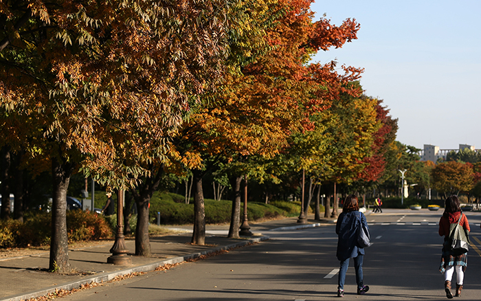 24일 월드컵 경기장 공원 내 주차장에 자리잡은 가로수들이 가을의 정취를 선사하고 있다. 전한 기자