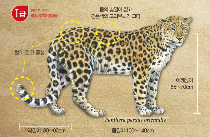 몸의 빛깔이 짙고, 검은색의 고리무늬가 크며, 길고 풍성한 털, 몸길이 100-140cm, 꼬리길이 80-90cm 등 한국표범의 특징을 보여주는 인포그래픽.