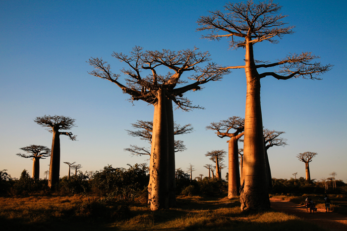 박강수 마다가스카르 사진2
