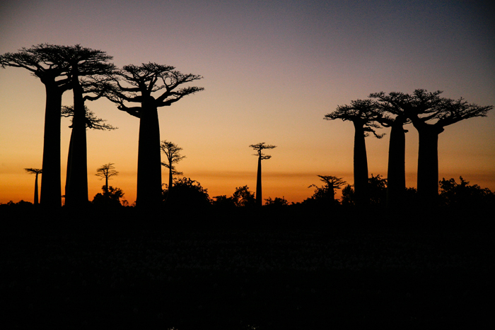 마다가스카르를 여행하며 사진기에 담은 가수 박강수 씨의 작품들.