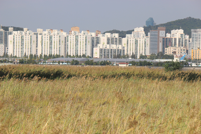 지난 3,4일 이틀간 인천 송도 국제도시 달빛공원에선 ‘더케이페스티벌’이 열렸다. 많은 시민들과 외국인들이 한데 어울려 K-Pop을 비롯, 전통놀이 등 한국문화를 체험했다.