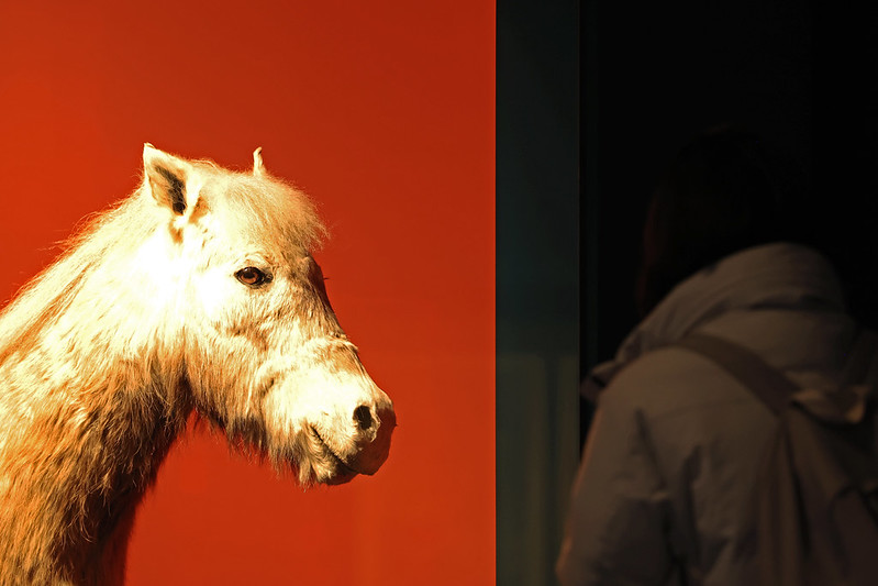 ▲ 서울 종로구 국립민속박물관에서 열리는 특별전시 '말들이 많네'에서 관람객이 지난 16일 조랑말 전시물을 보고 있다. 제주도 토종말인 조랑말은 1986년 천연기념물로 지정됐다. 박대진 기자 pacdaejin@korea.kr