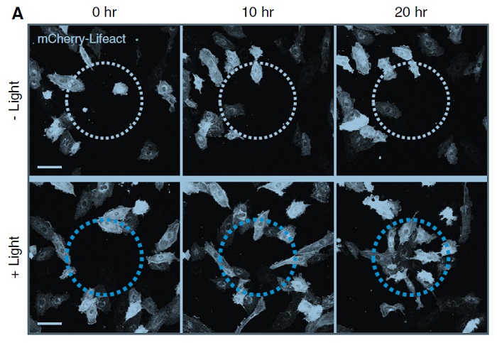 빛을 이용한 세포이동제어 기술, 메모리 소재 집적도 높이는 물성 발견