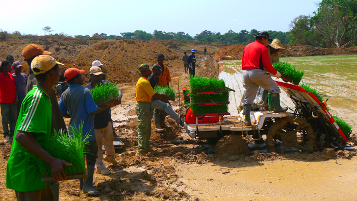 카메룬 벼농사 기계화 단지 조성 지원