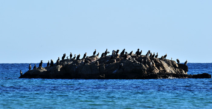 DMZ 인근 동해안, 생물다양성의 보고