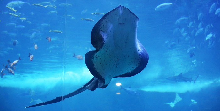 수족관과 정글이 만났다: 한화 아쿠아플라넷 일산