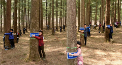 1,226명의 아름다운 도전, ‘나무 껴안기’