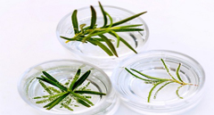 전통주, 칵테일로 변신하다