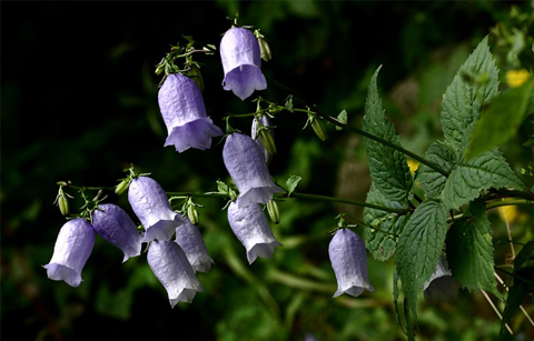 멸종야생식물, 더 이상 희귀하지 않도록