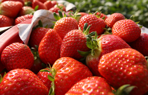 세계인이 즐기는 한국산 딸기