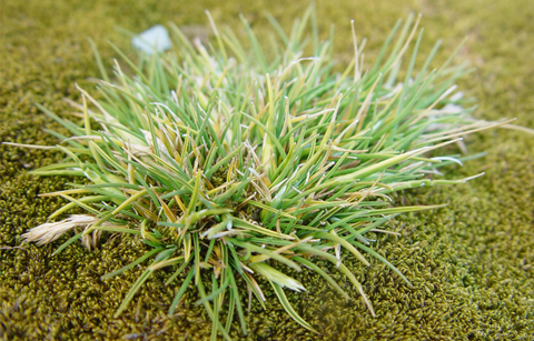 추위에 강한 벼 재배 기술 개발