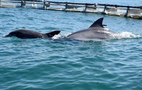 자연의 품으로 돌아가는 두 마리 돌고래