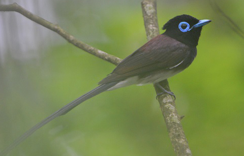 한국을 찾는 열대•희귀 조류