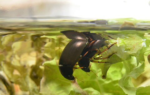 모기 잡아먹는 곤충 찾았다