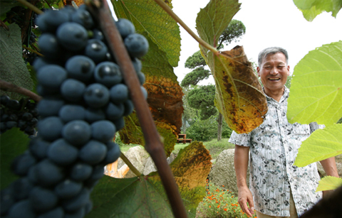 원산지에서 평가받는 한국산 머루와인