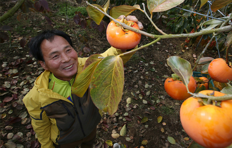 고급화로 승부한 감 농부 김종옥