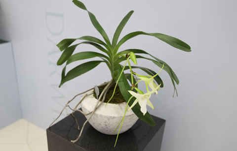 세계의 난, 국립생태원에서 만나다