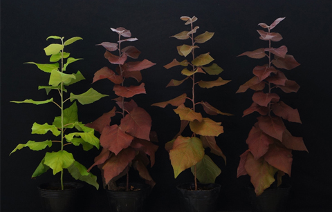 노화 방지 원료 생산하는 포플러, 최초로 개발되다