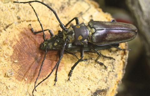 멸종위기 장수하늘소, 원천기술로 되살린다