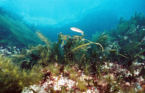 '바다 숲'으로 한반도 앞바다가 건강해진다