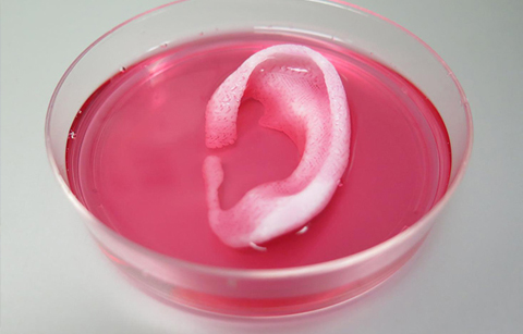 한,미 공동연구진이 3D 프린터로 찍어낸 귀 조직