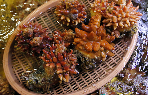 멍게에서 나오는 갈산이 시린 치아를 치료하는데 효과적인 것으로 확인됐다