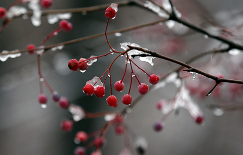 한해의 첫 빗물 썸네일